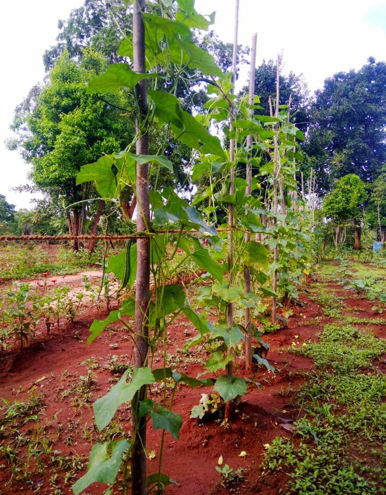 Moni Farm House Wilpattu Hotel Nochchiyagama Luaran gambar